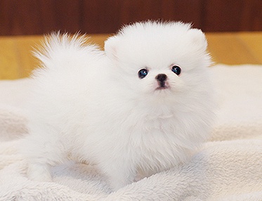 Gratis  Presente mini-Pomeranian cachorros brinquedo