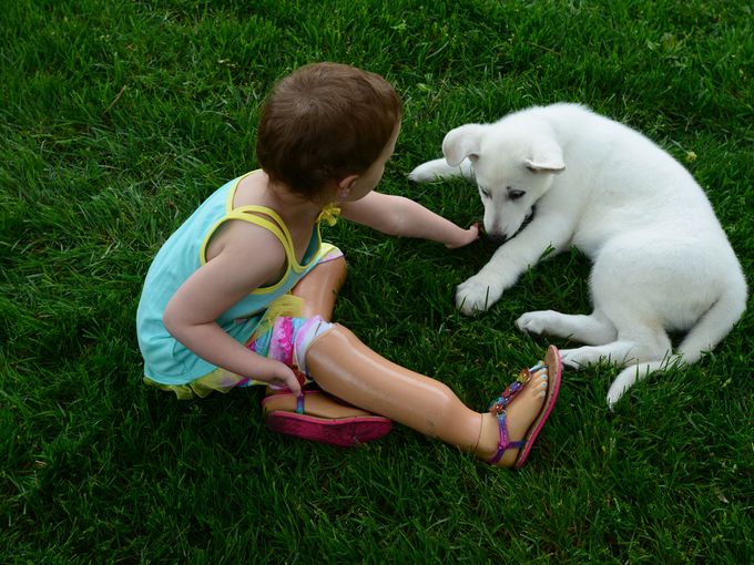 Gratis Cachorro DE husky siberiano bom lar macho e fêmea.