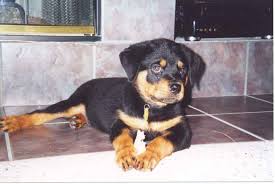 Gratis PRESENTE DE Cachorro DE ROTTWEILER