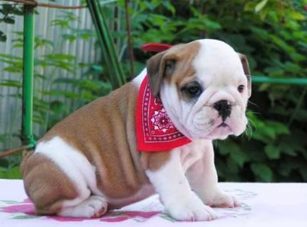 Gratis Pura raça Bulldog Inglês Cachorro (machos e fêmeas)