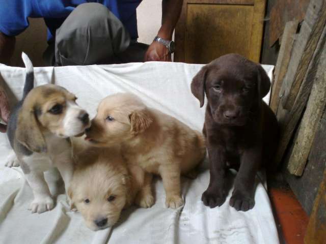Gratis tricolor de Labrador Cachorro de cachorro bonito