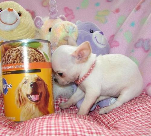 Chihuahua
