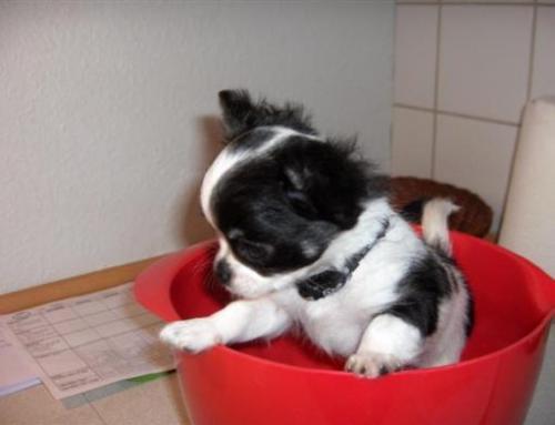 Chihuahua