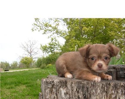 Chihuahua