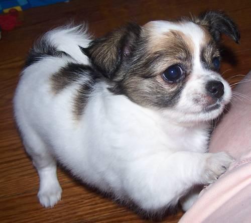 Chihuahua