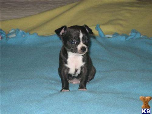 Chihuahua