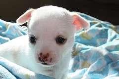 Chihuahua