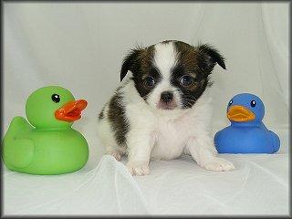 Chihuahua
