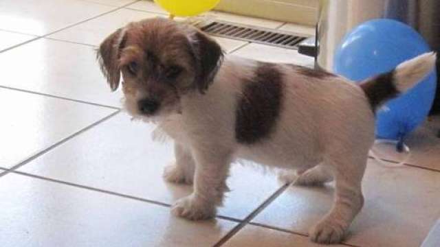 Cachorro jack russel