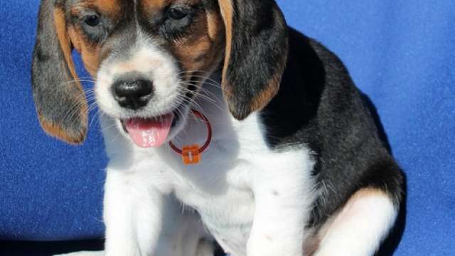 Cachorro de beagle encantadoras disponível