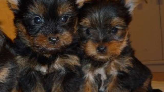 cachorro de teacup yorkie 