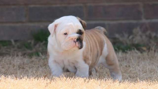 Cachorro bulldog inglês