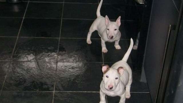 Bull terrier