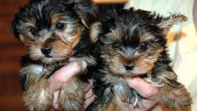 2 yorkie cachorros disponíveis