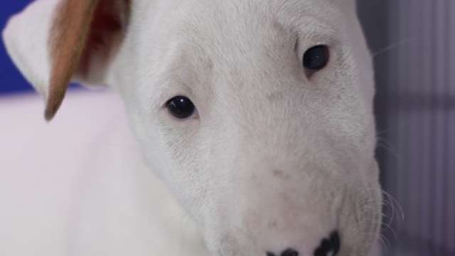 Cachorro bull terrier