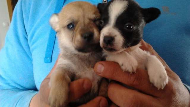 Chihuahuas miniaturas pelo curto