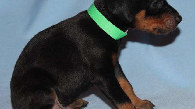 Cachorro doberman para adoção