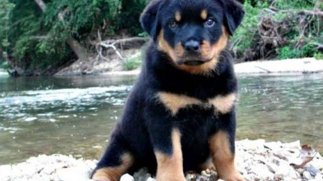 Cachorro de rottweiler