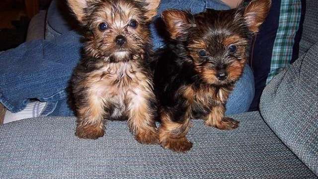 Lindos yorkshire terrier Cachorro 