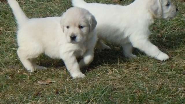 Machos e fêmeas Cachorro golden retriever 