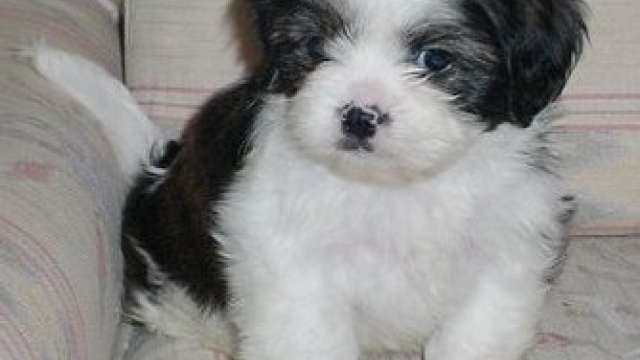 Vet marcada Cachorro shih tzu 