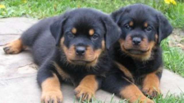 Cachorro de cachorro bonitos de rottweiler pronto agora