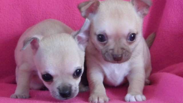 Cachorro impressionantes chihuahua.