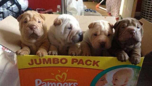 Cachorro de shar pei para adoção