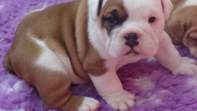 Impressionante Cachorro Bulldog Inglês