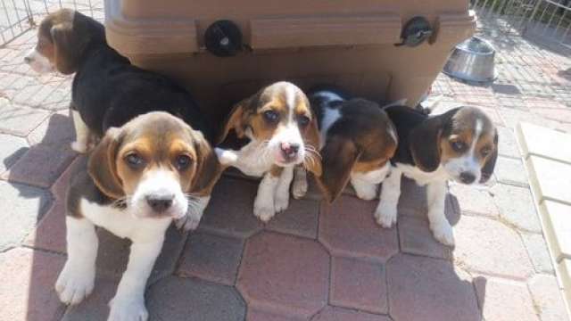 Maravilhosos Cachorro beagle 