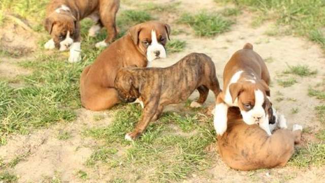 Boxer Cachorro