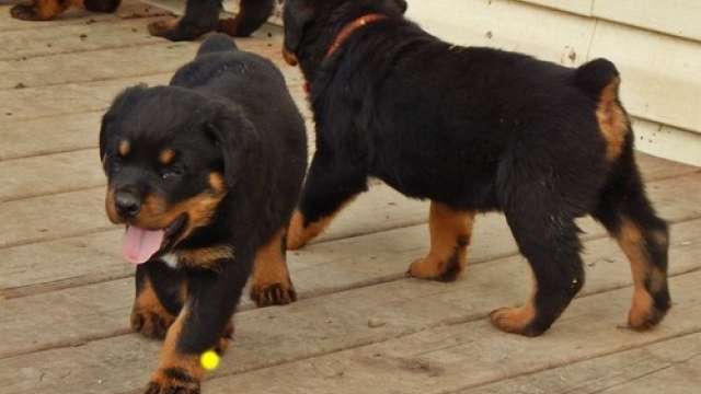 Rottweiler Cachorro