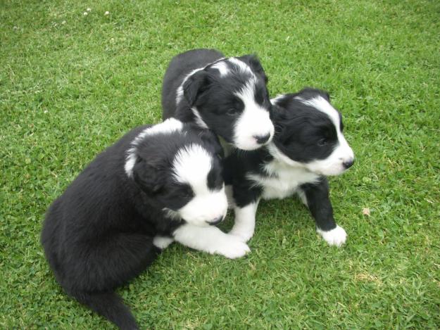 REGALO PRECIOSOS CACHORROS BORDER COLLIE CON PEDIGREE