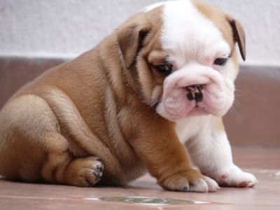 Inglês bulldog cachorros pronto para adoção