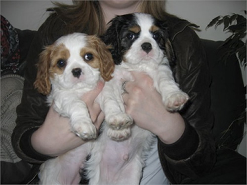 Cachorro Cavalier King Charles bonito e encantador para adoção.