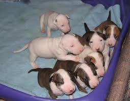 Cachorro bull terrier para vendas