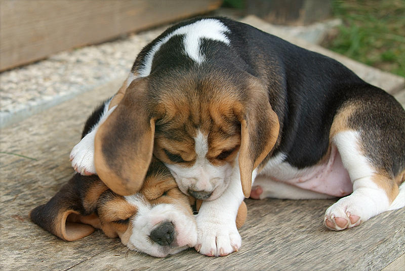 Cachorro Beagle felizes para adopção urgente 