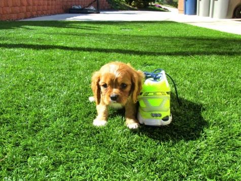 Registrados Cachorro Cavalier King Charles Spaniel para adoção