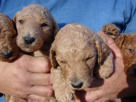 machos e fêmeas Cachorro de poodle miniatura para Adoção