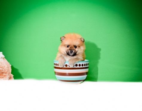Dois Cachorro de cachorro marrom xícara de chá Pomeranian para a aprovação urgente 