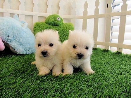 Magníficos Branco Oeste Escocês Terrier Cachorro 