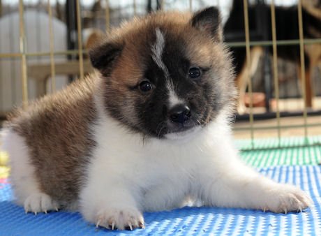 Menino e menina de Akita Inu Cachorro 3 ​​meses de idade