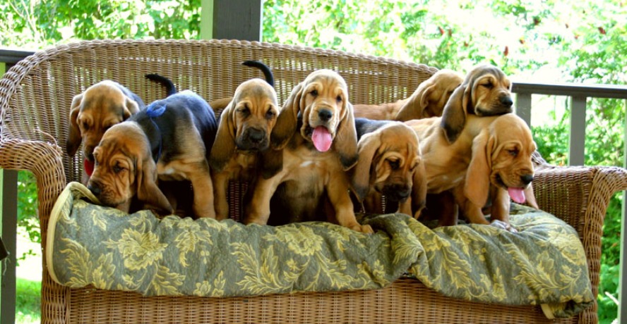 Cachorro Bloodhound, Masculino e Feminino