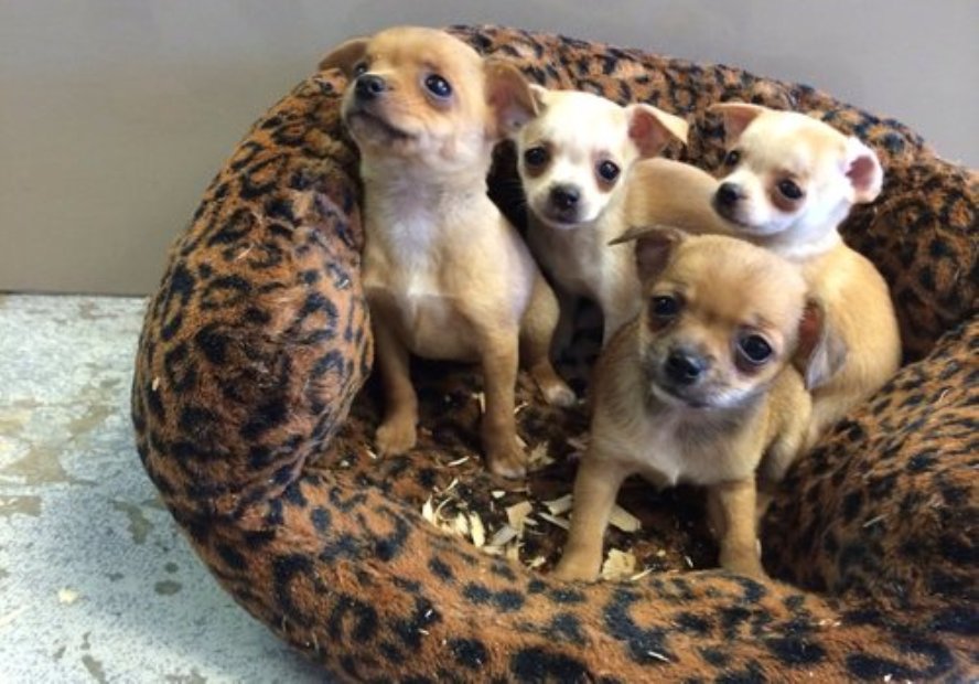 100% pura raça chihuahua cachorros PARA AS BOAS casas.