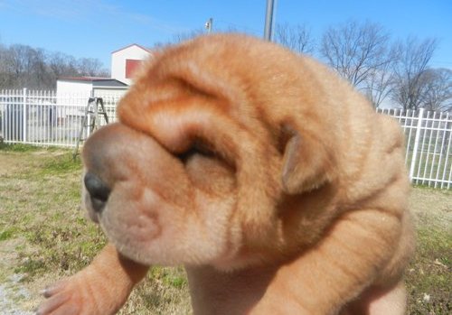 Cachorro Shar Pei  para aprovação.