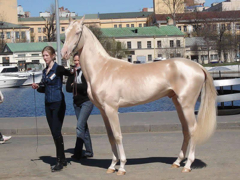 Ouro garanhão de Akhal-Teke pronto para adoção