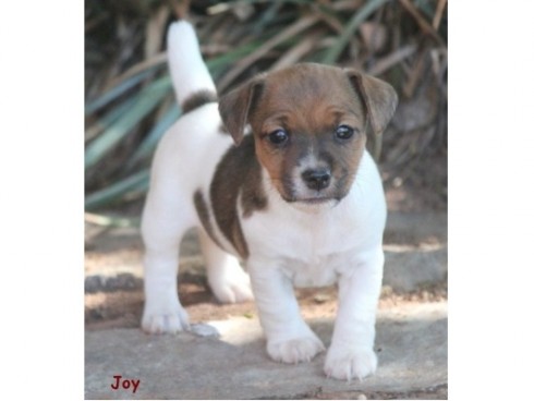 Jack Russell