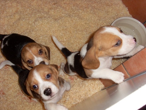  Cachorro de beagles para sua família