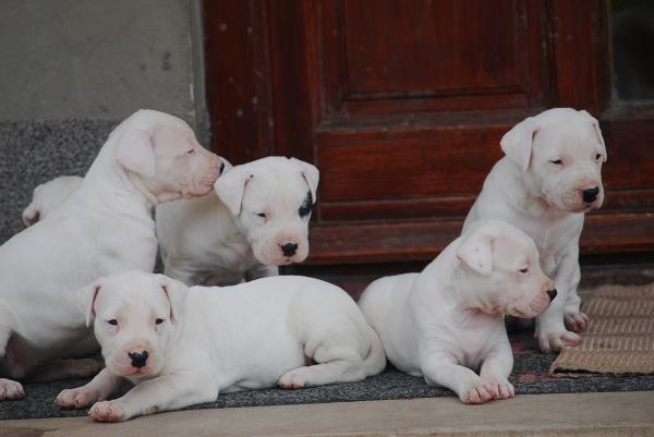  Dogo Argentino Cachorro à venda agora