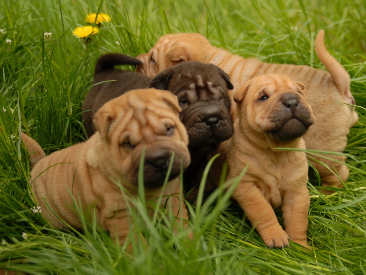  Cachorro de Shar pei para venda